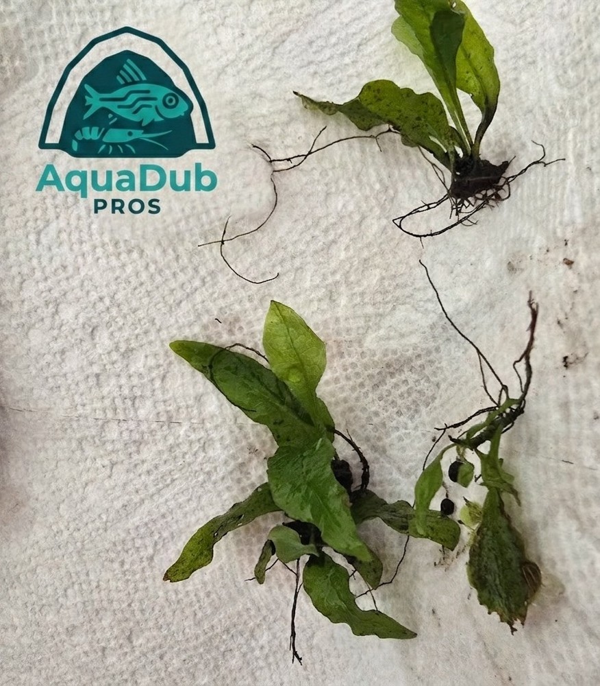 Java Fern (Microsorum Pteropus)