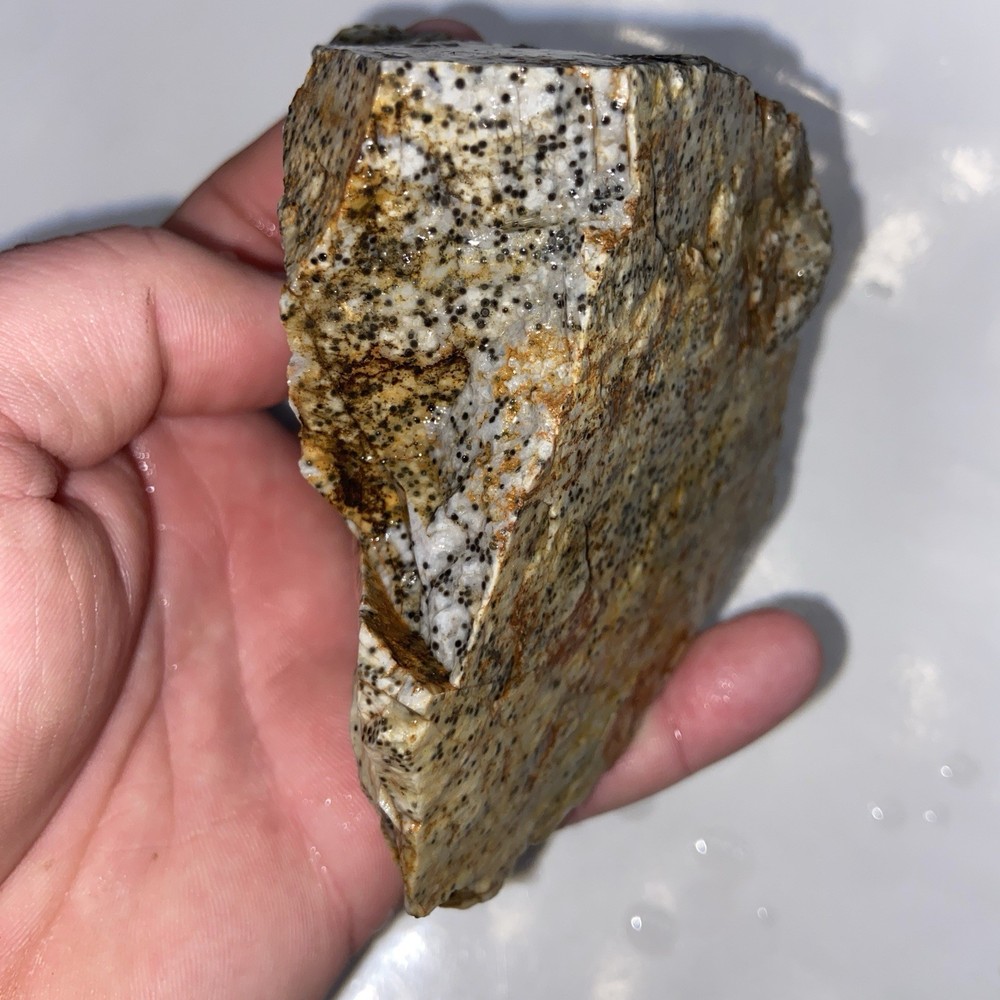 Oolite Agate Rough Lapidary Stone 1 Pound 3 Oz
