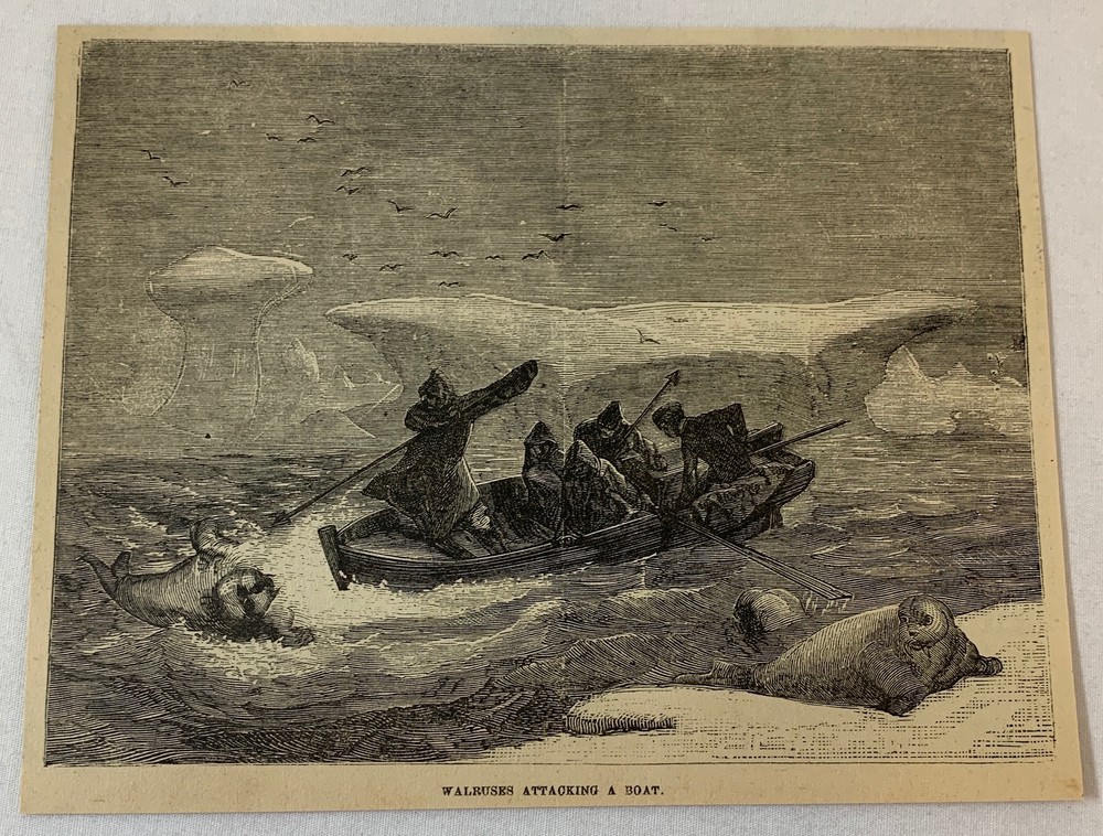 1876 magazine engraving ~ WALRUSES ATTACKING A BOAT