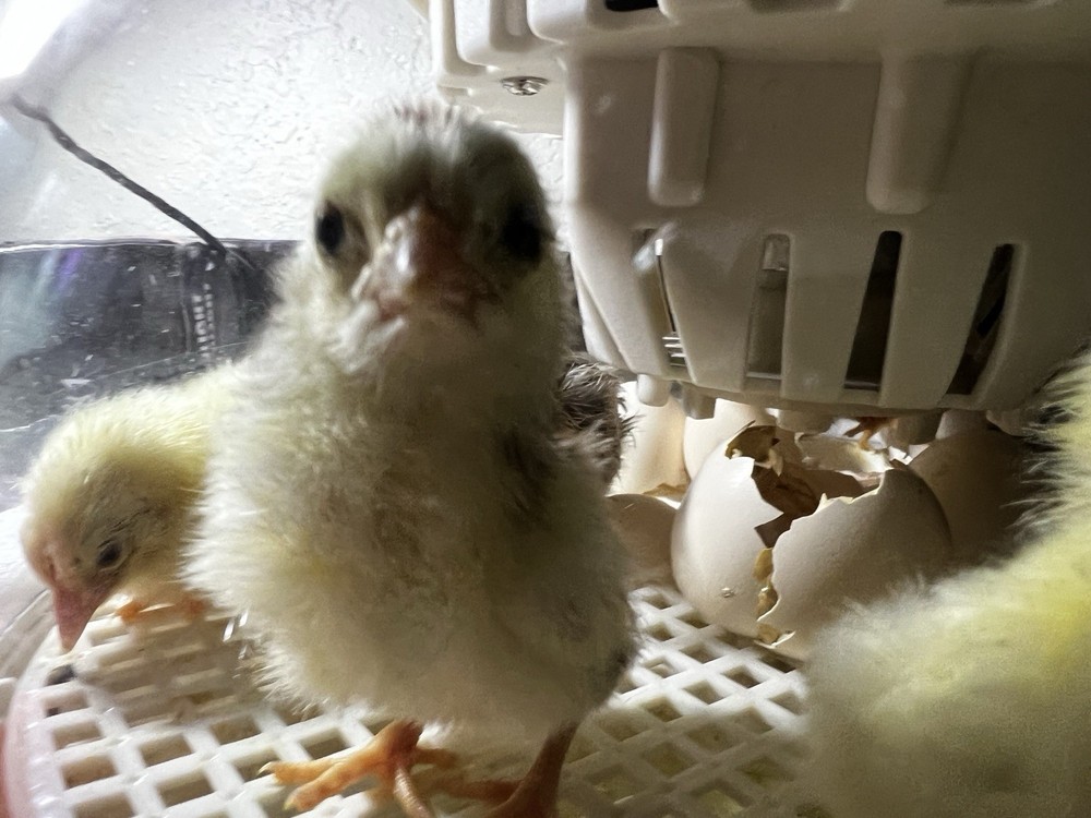 6+ Serama Teacup Chicken Hatching Eggs