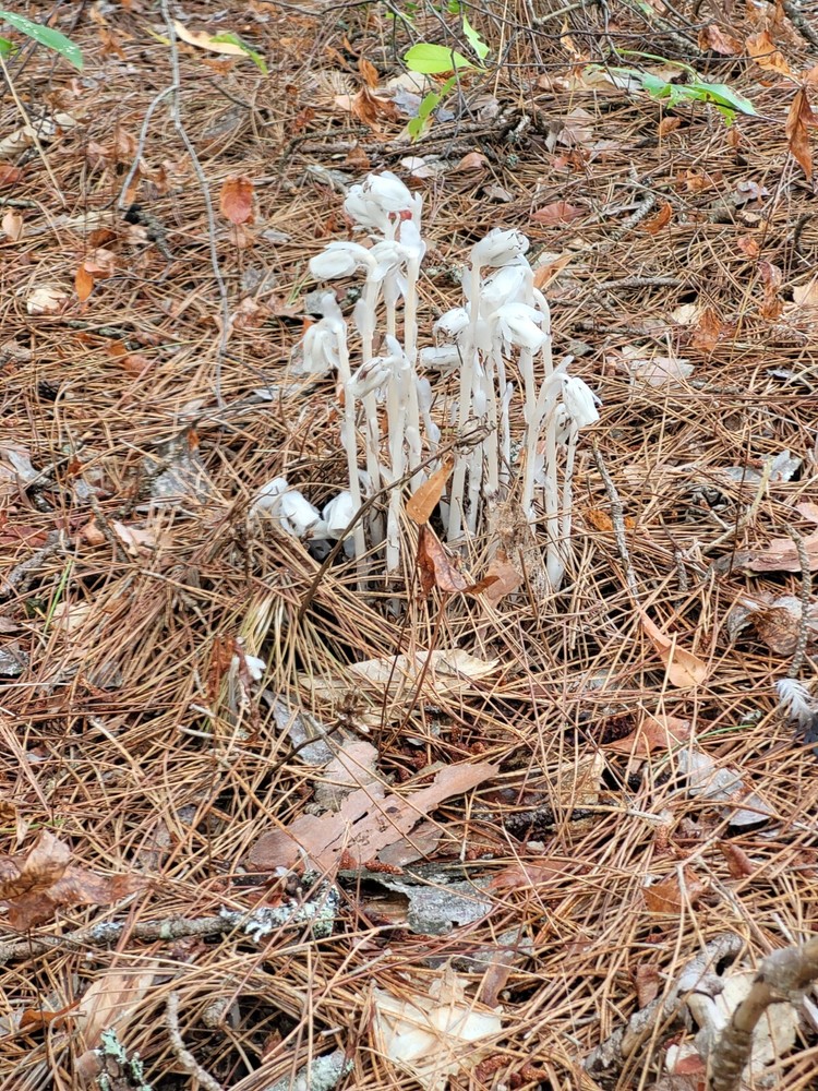 Herb Ghostpipe Dried Powerful Natural Painkiller