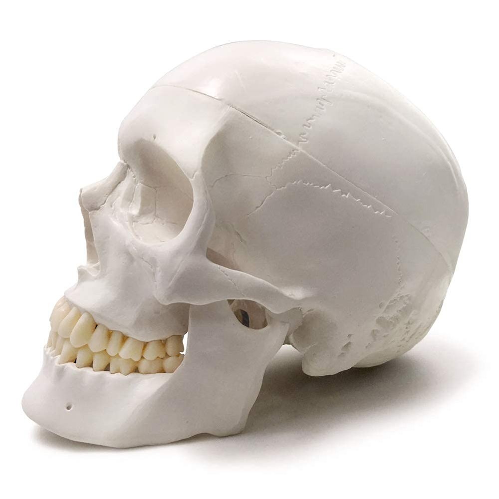 Detailed Life-Size Anatomical Skull Model - Ideal for Teaching & Reference