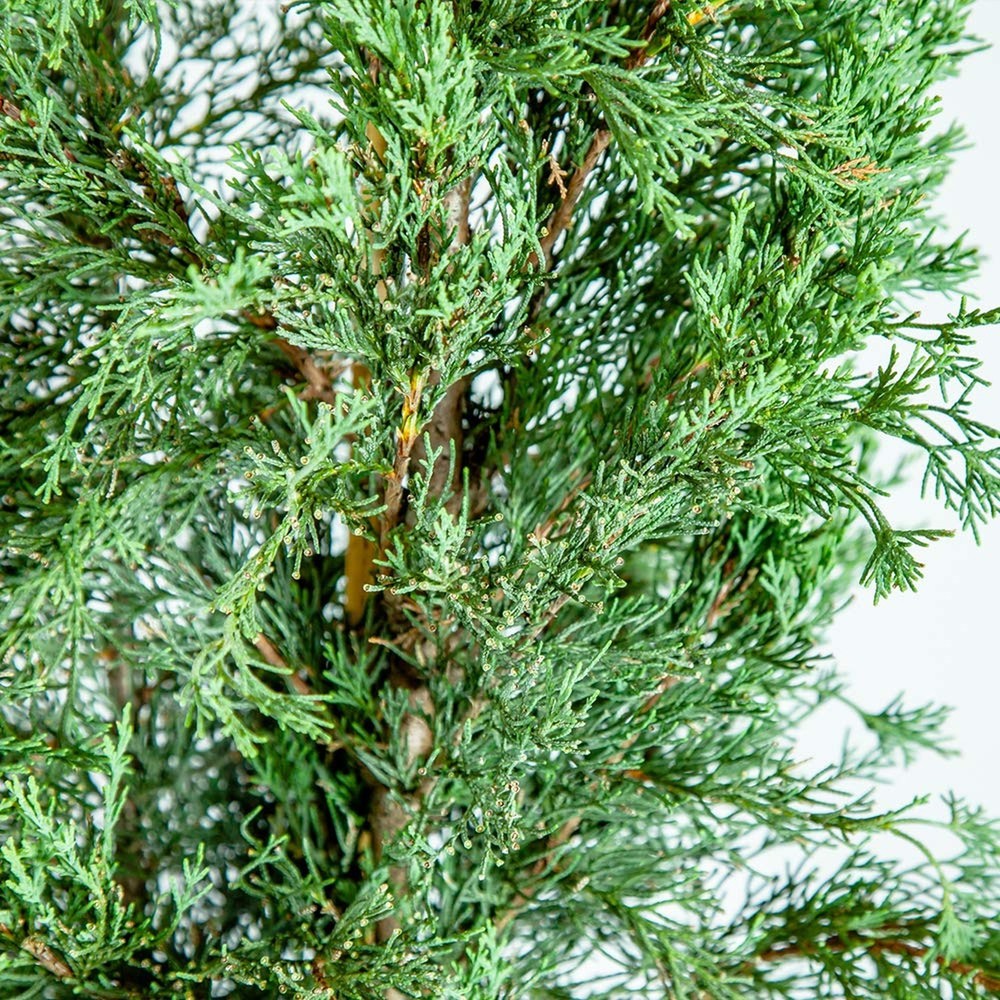 Italian Cypress 3-4' 3-4'