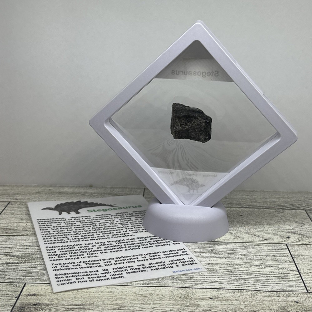 Stegosaurus Extinct Dinosaur Bone Fossil in Great Display Case