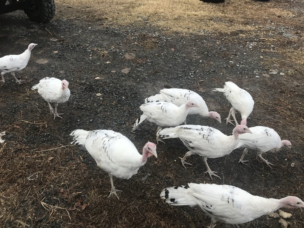 10 Royal Palm Turkey hatching eggs
