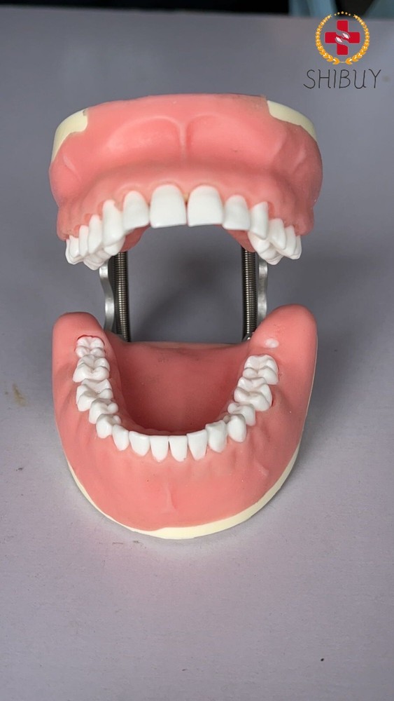 Maxillary+Mandibular Tooth Extraction Practice Model Dental Typodont Display