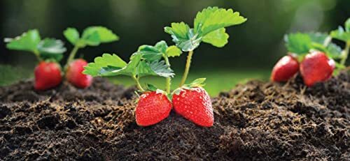 FoxFarm Happy Frog� Soil Conditioner, 1.5 cu ft