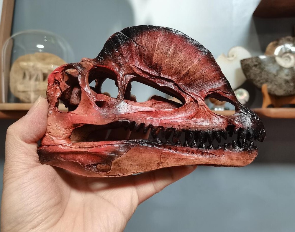 Dilophosaurus Skull Model Dinosaur Statue Display Animal Model