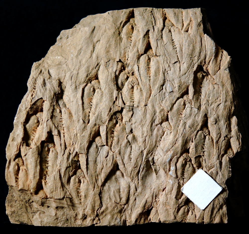 Carboniferous fossil plant extinct lycopod scale tree Lepidodendron aculeatum