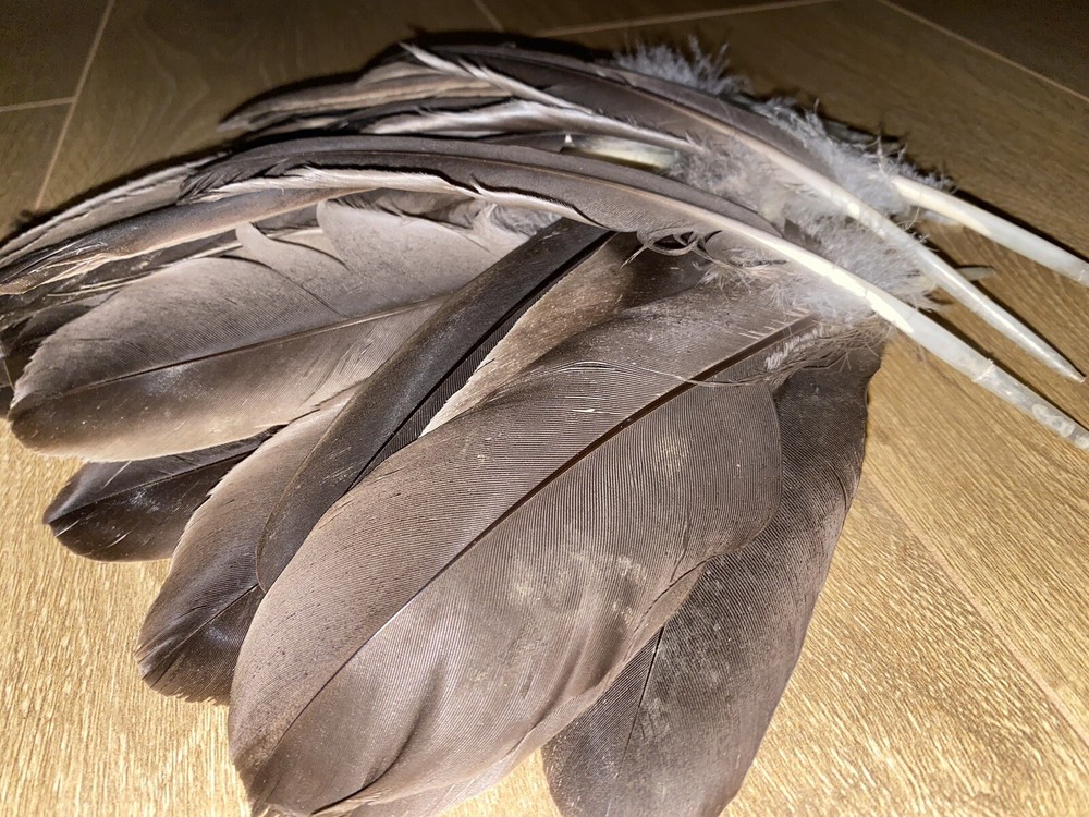 Medium/Large Canada Goose feather / Natural Real Feathet