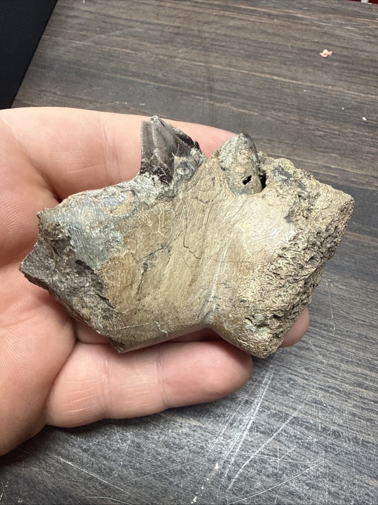 Unique Jaw Bone Fossil Specimen Unknown Dino Bone? You Decide