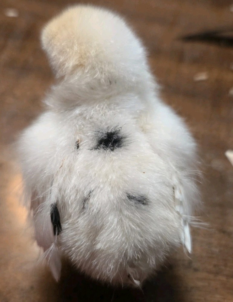 F2 Zombie Hatching Eggs (6) NPIP Certified