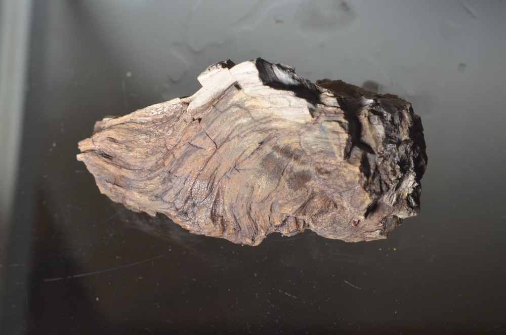 Utah Petrified Wood