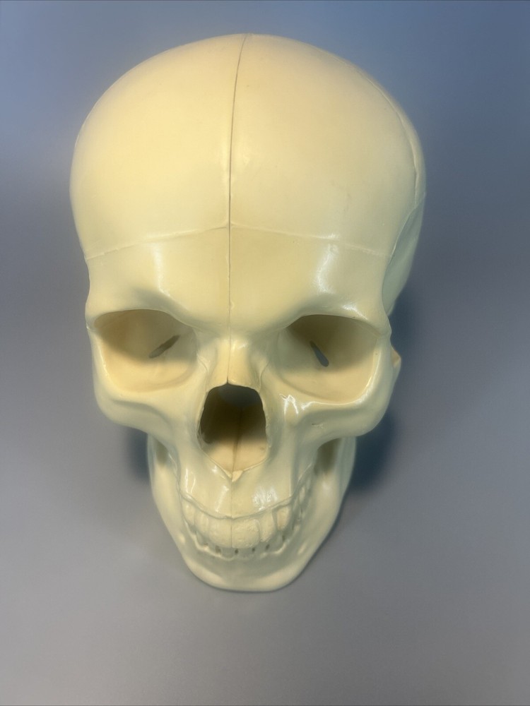 Synbone, Human Skull, Surgical, Training, Education,