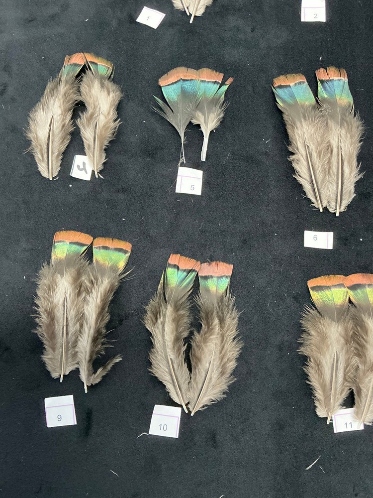 Ocellated Turkey lower back feathers