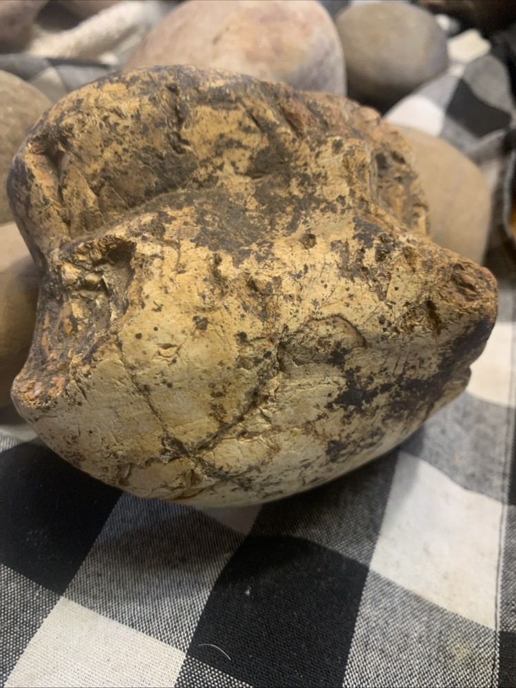 Fossils