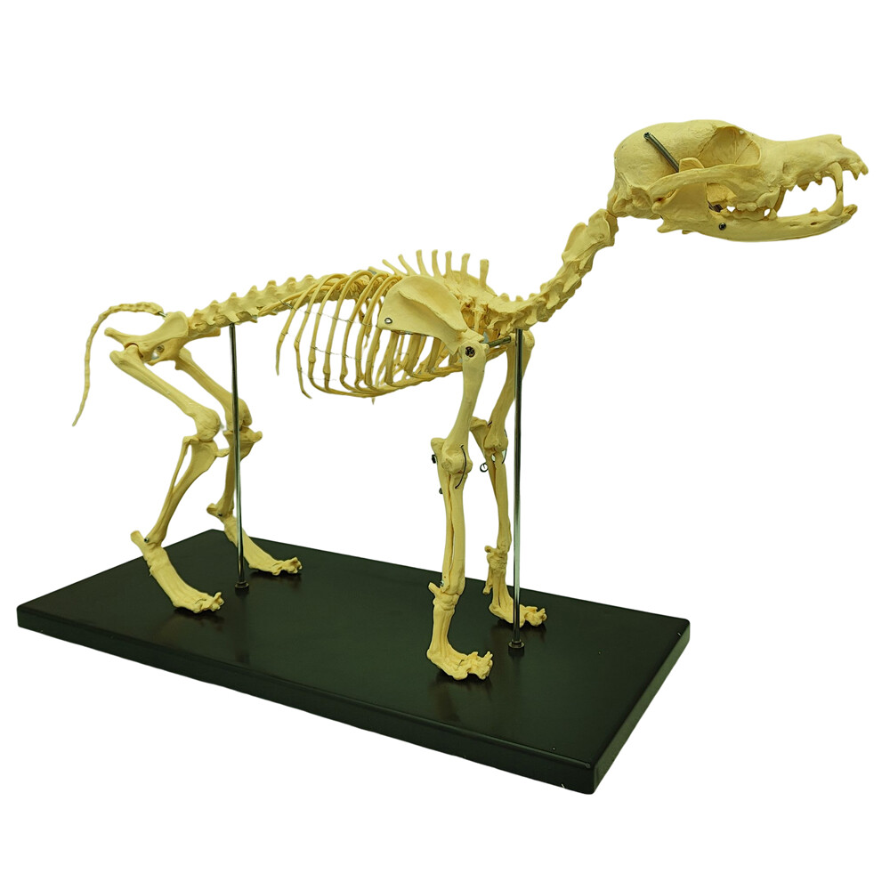 Model Canine Skeleton Standard Size Dog Display Lab Study Veterinary Animal