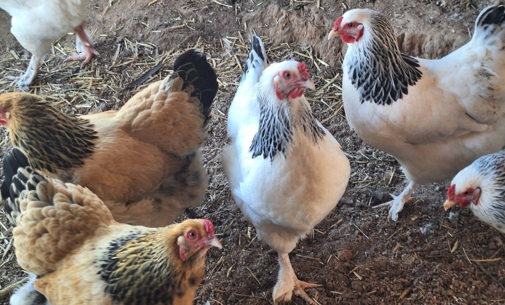6 BRAHMA Chicken Hatching Eggs mixed buff and white