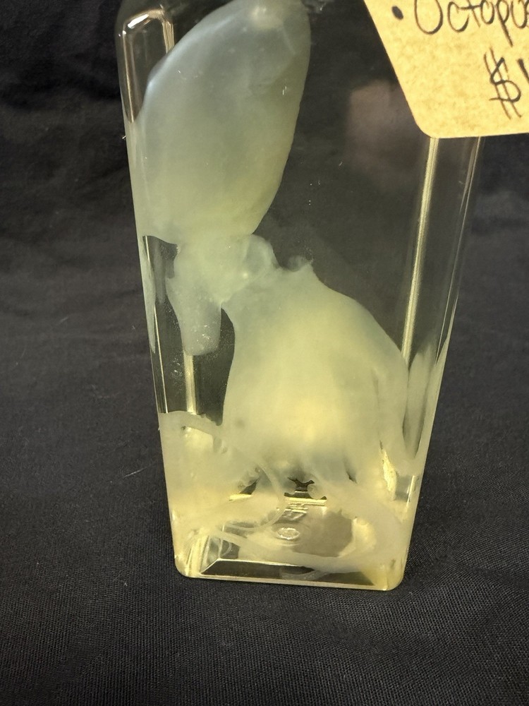 Diaphonized Octopus Specimen in Clear Preservative Jar Unique Display Science