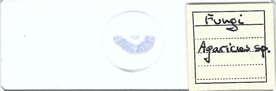 Agaricus sp. Microscope Slide