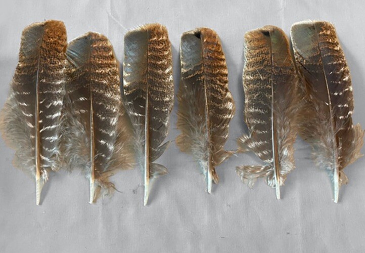 12 Wild Turkey Wing Feathers Mottled Shorts
