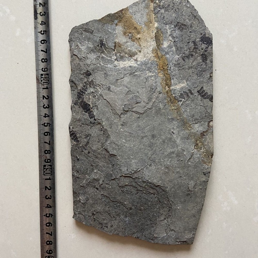 Unique and authentic paleontological fossil 81304