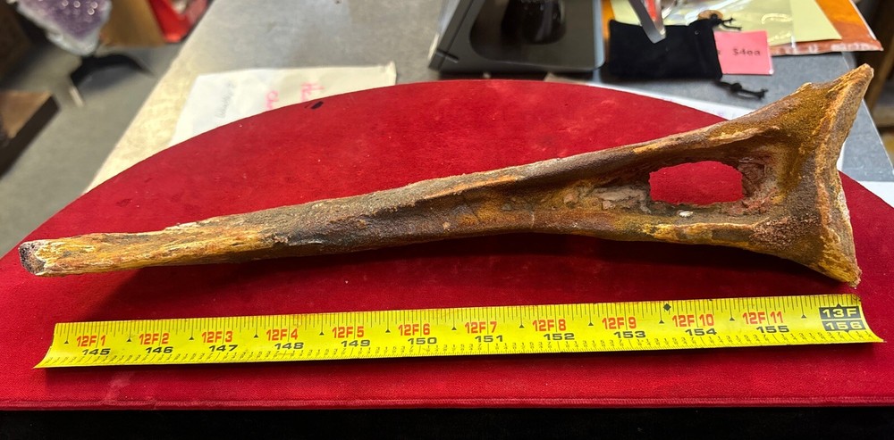 Hadrosaur Chevron Bone