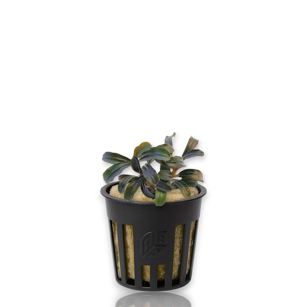 Bucephalandra Grappa Red Mini