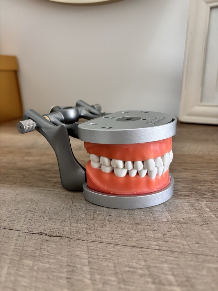 Acadental ModuPRO Typodont One & Practice Kit with Removable Teeth