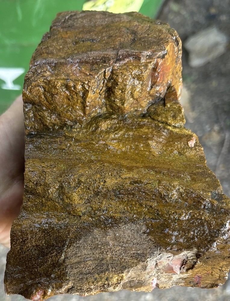 Colorful petrified wood