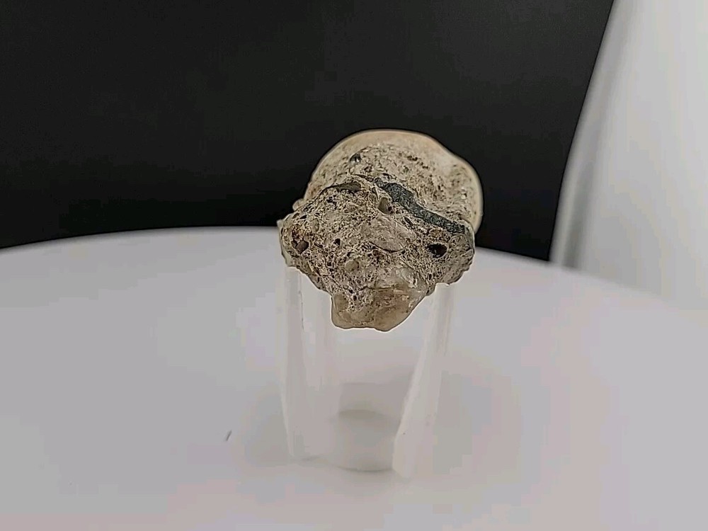 Claw Fossil Super Rare Compression Fossil