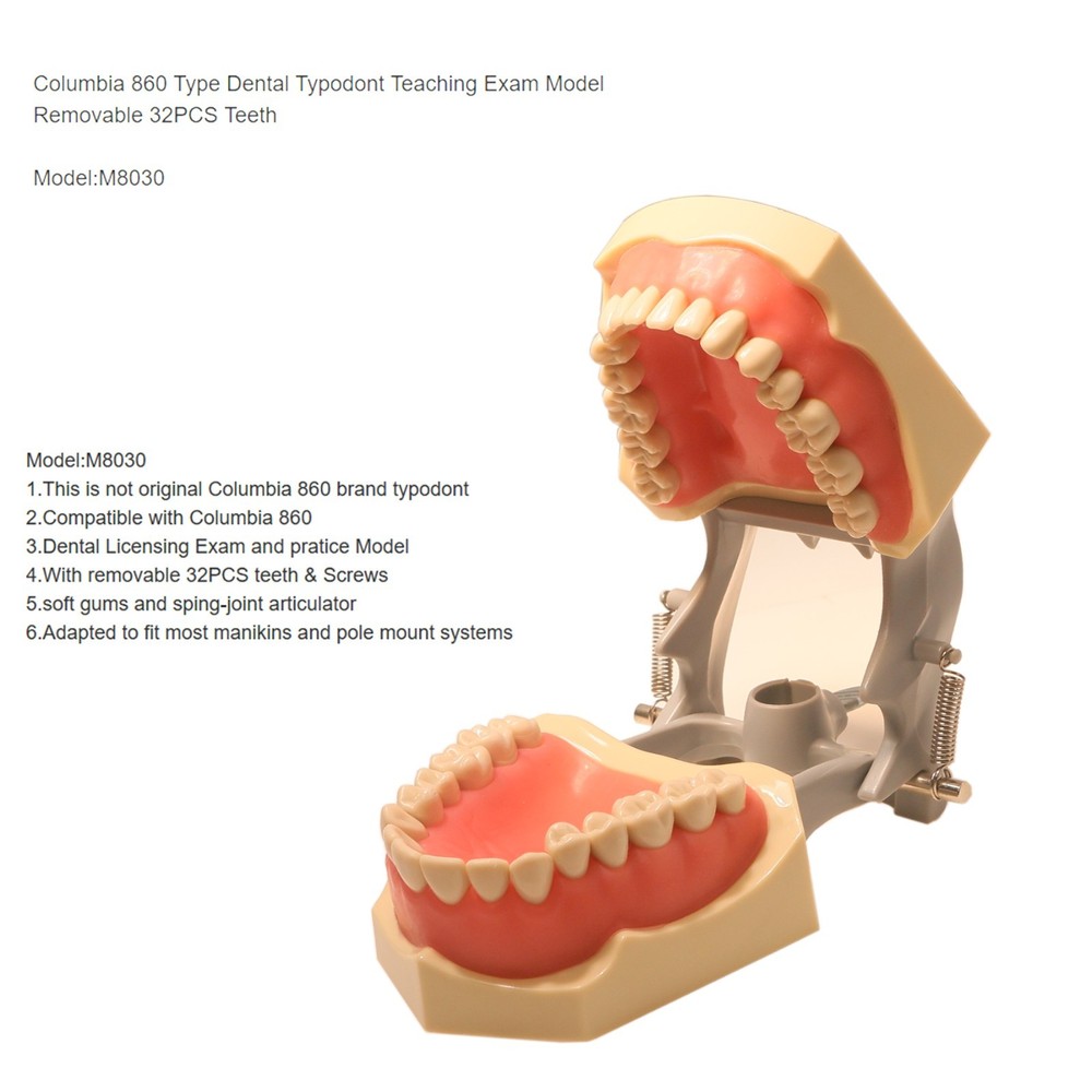 US Typodont 860 Teeth Model fits Columbia Dentoform Brand 32 Removable Teeth
