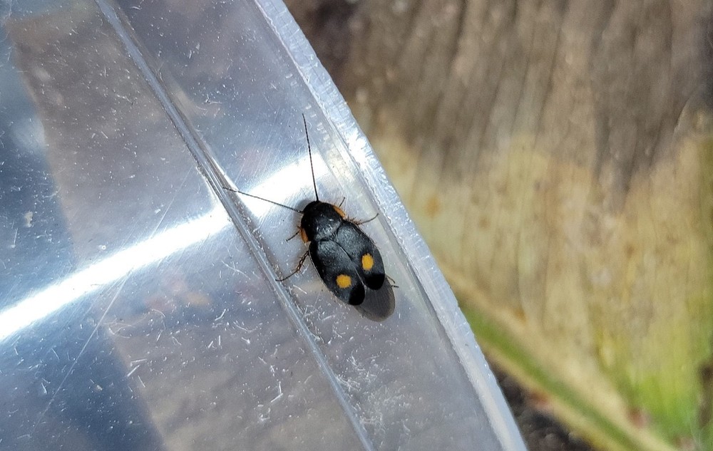 Pacific Roach (Euthyrrhapha pacifica) 20 Ct