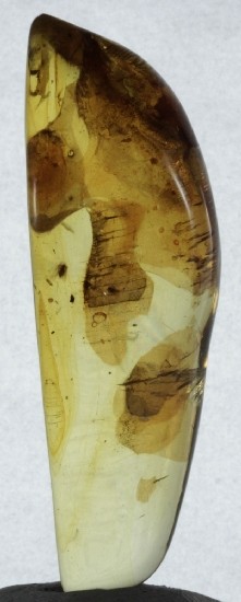 LEAF & FRUIT FLIES in Mexican Amber specimen 5g
