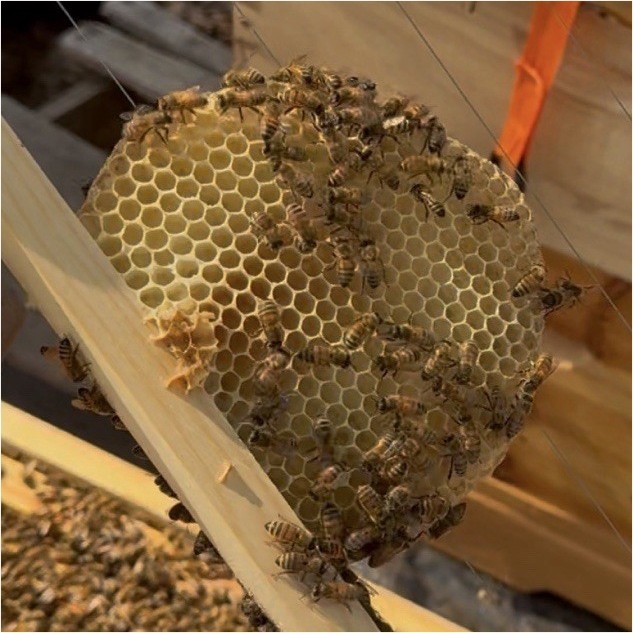 Wooden Bee Hive Frames with Honeycomb, Beehive Frame