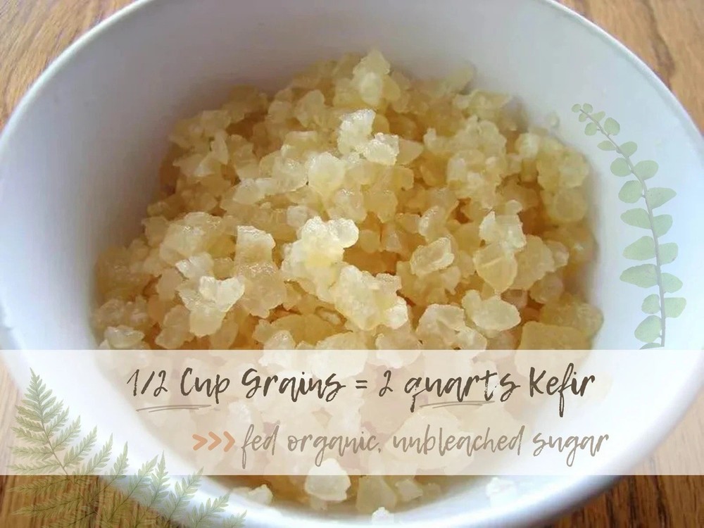 Organic Water Kefir Grains Starter Kit - Live W/ Home Fermentation Instructions