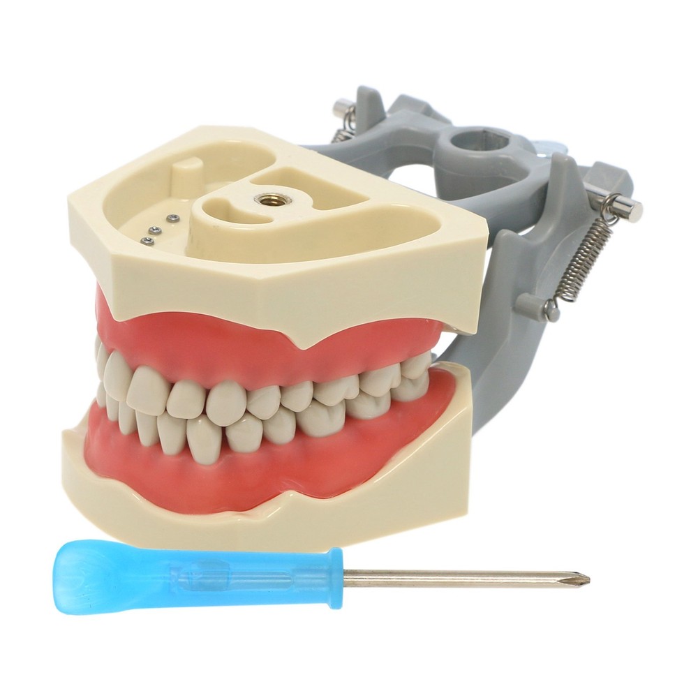 US Typodont 860 Teeth Model fits Columbia Dentoform Brand 32 Removable Teeth