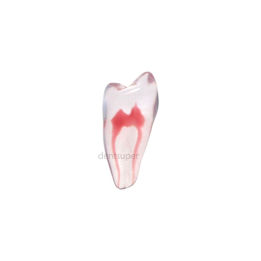 Dental Endo Root Canal Teeth Model Practice Block for RCT Pulp Cavity Study, 3D