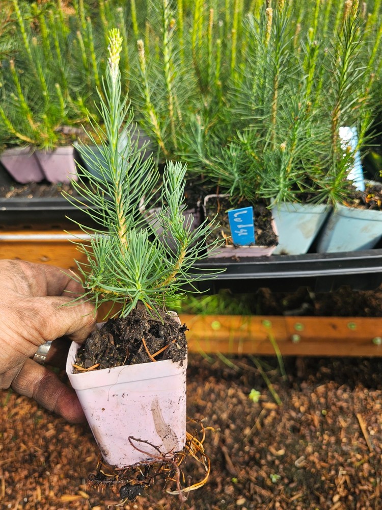 ONE SMALL live LODGEPOLE PINE TREE sapling evergreen conifer in 3" pot