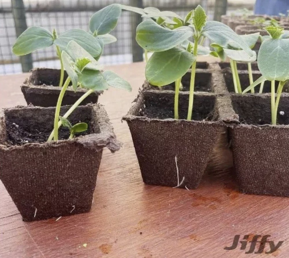 Jiffy JS50 10 Count x 5 Peat Moss Seed Starting Strips - 50 Seed Start Pots