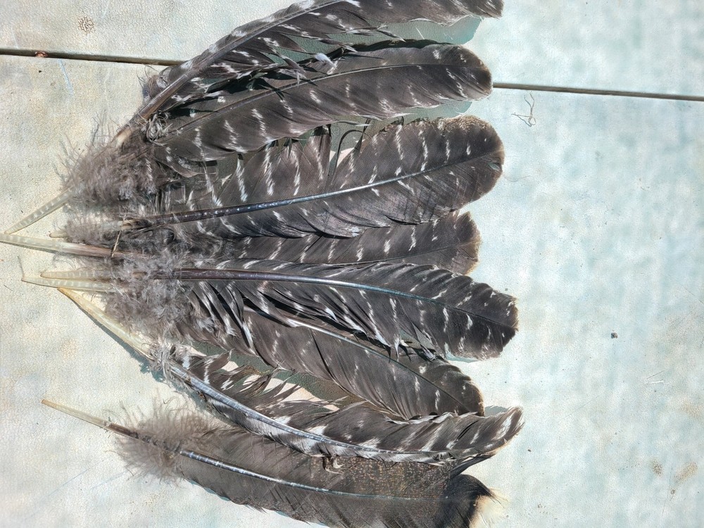 Turkey Feathers  Natural Bronze