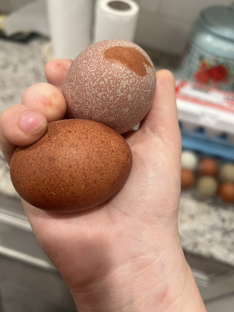 🐣🤍6 Black Copper Marans(BCM)hatching eggs NOT hatchery sourced🤍🐣