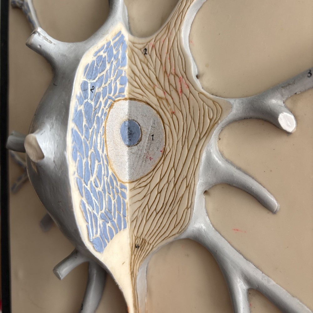 Neuron Model Nerve Cell Vintage German SOMSO