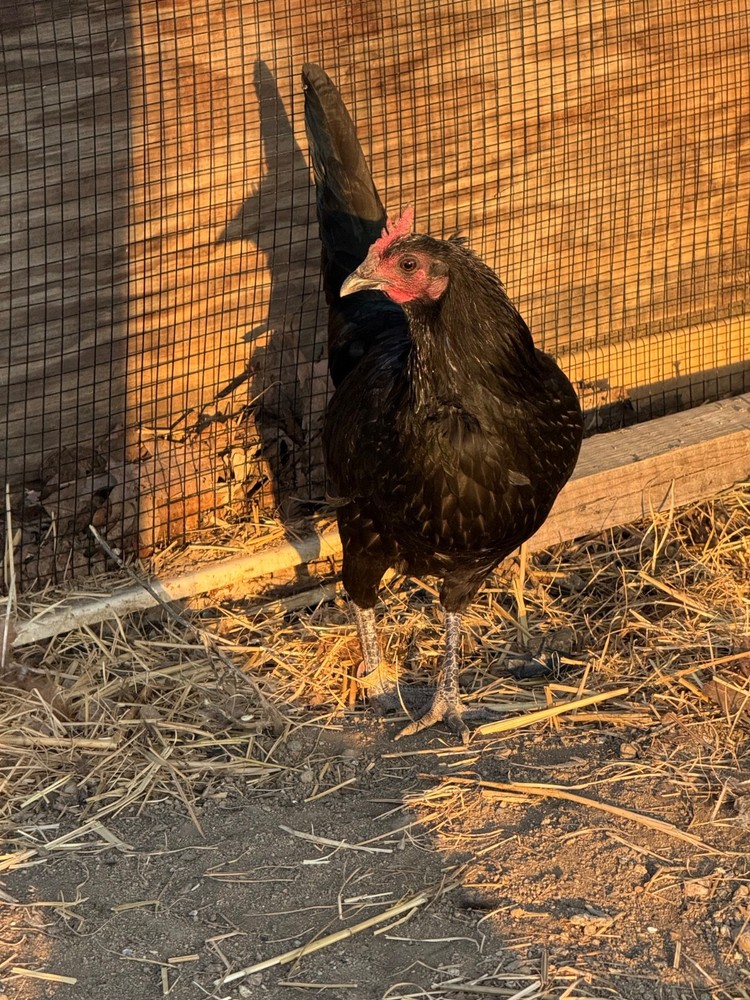 8+ Pure Richard Kelly Mug hatching eggs