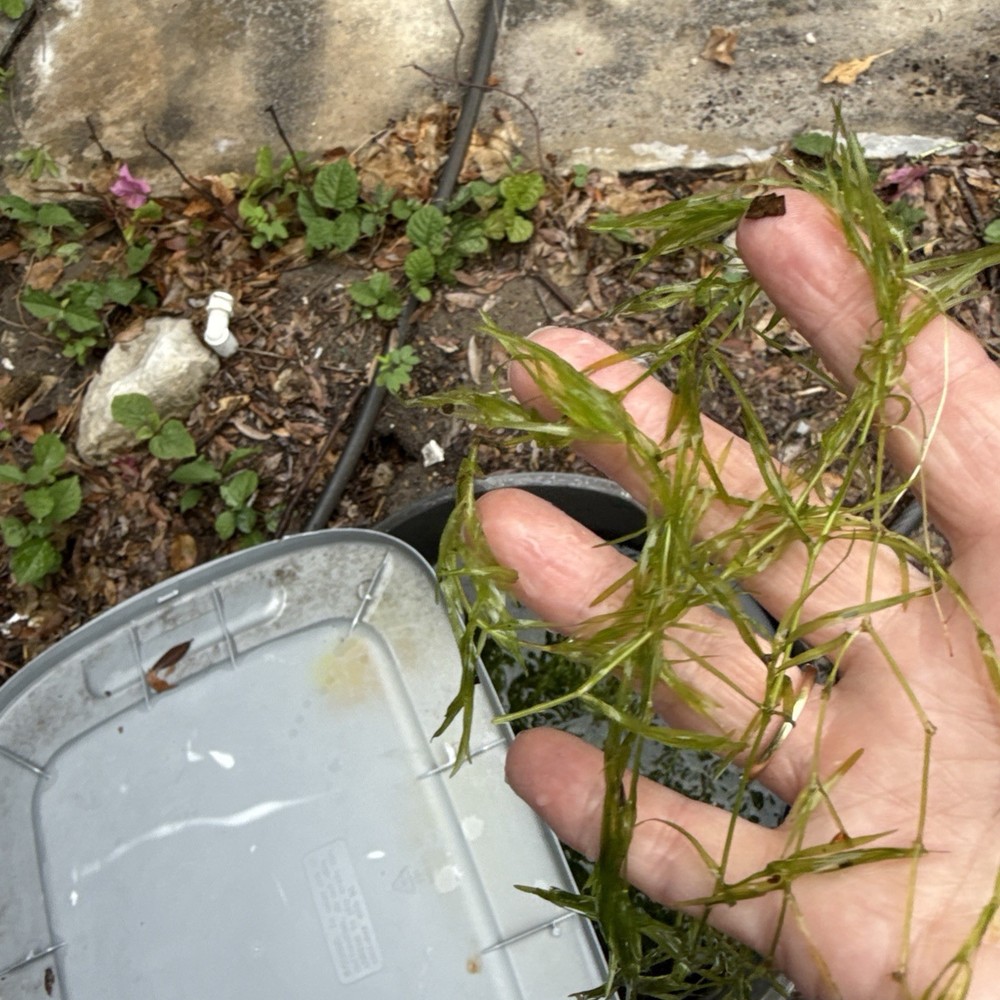 Aquarium Plants