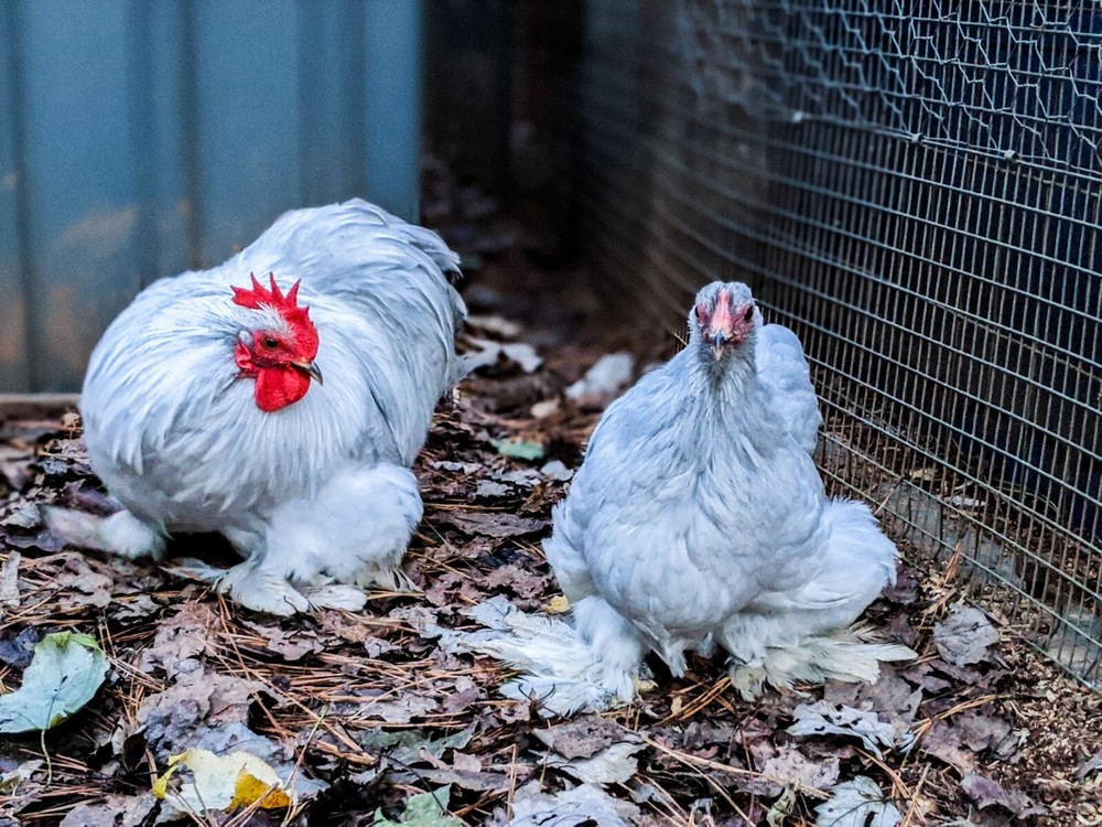 6+ Lavender (Self Blue) Bantam Cochin Hatching Eggs
