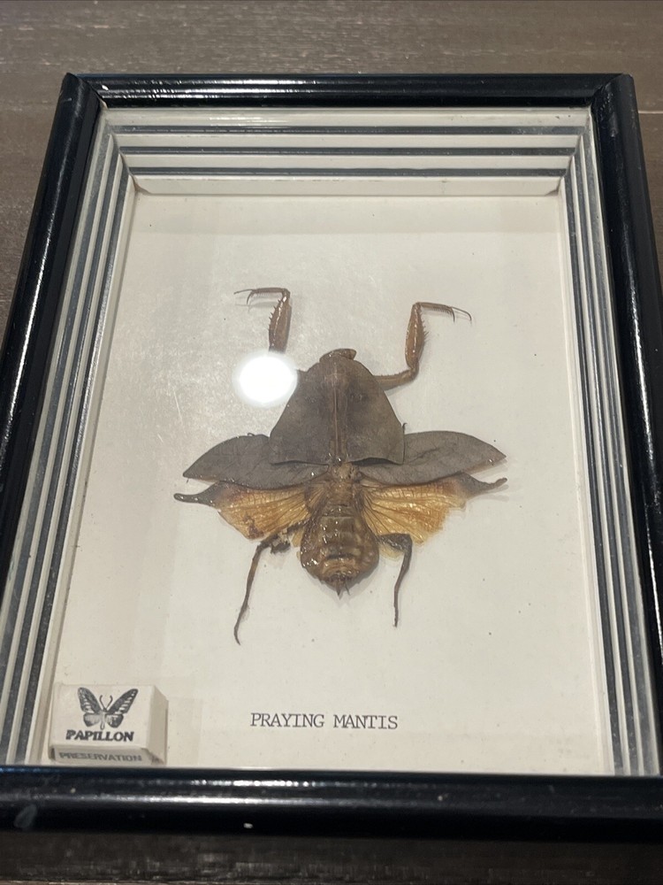 Praying Mantis Shadow Box Mount
