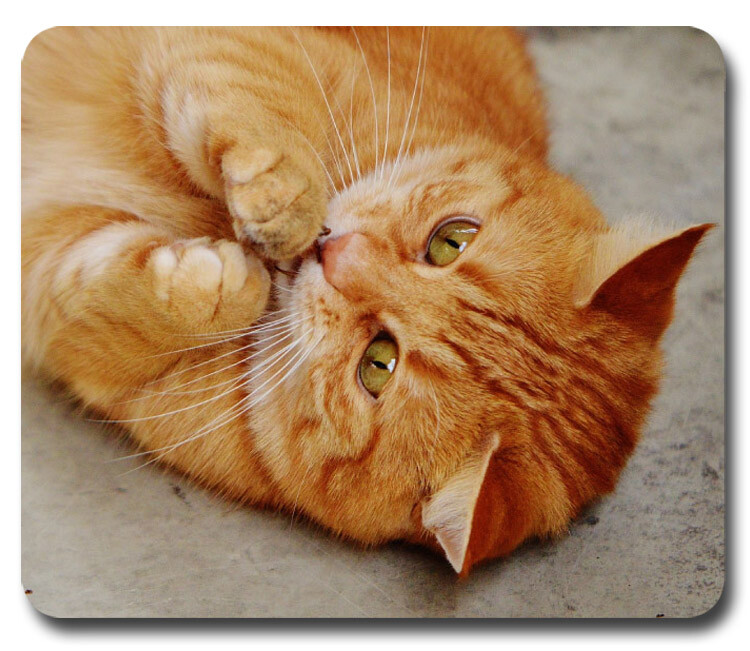 Cute Orange Tabby Cat ~ Mouse Pad / PC Mousepad ~ Cat Lovers ~ Great Gift!