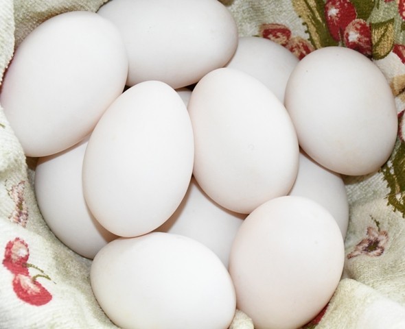 10 Fertile Swedish Duck Hatching Eggs