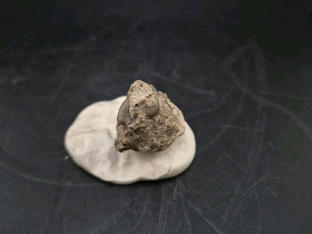 Real Fossil Dinosaur Egg Embro Permineralized Uv Reactive